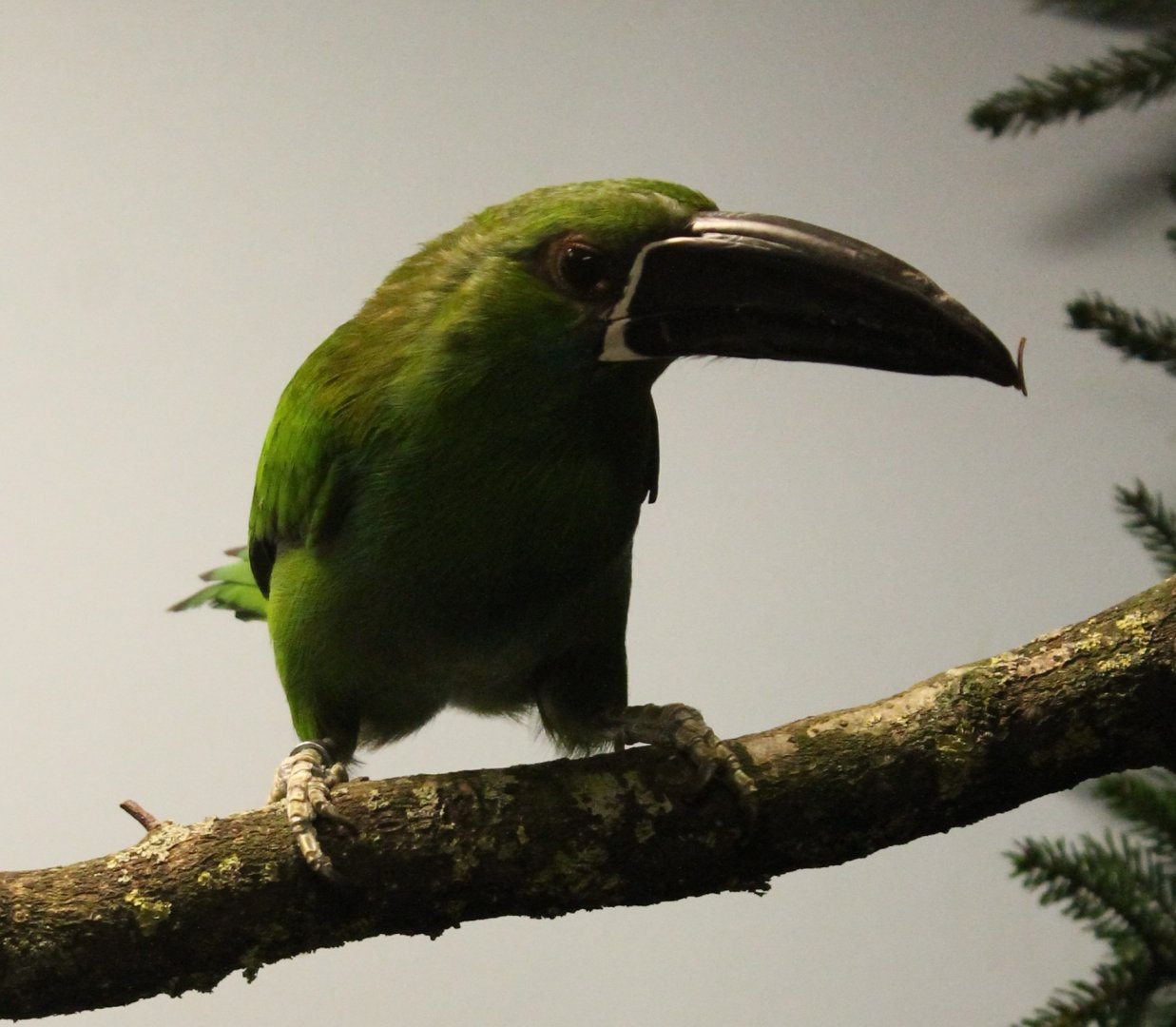Crimson-rumped toucanet - Aulacorhynchus haematopygus