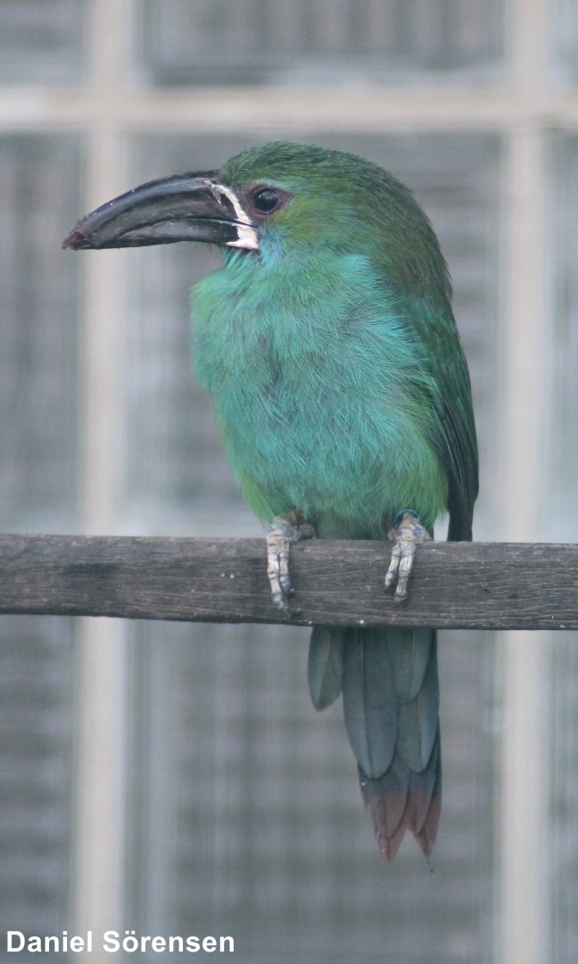 Crimson-rumped toucanet (Aulacorhynchus haematopygus)