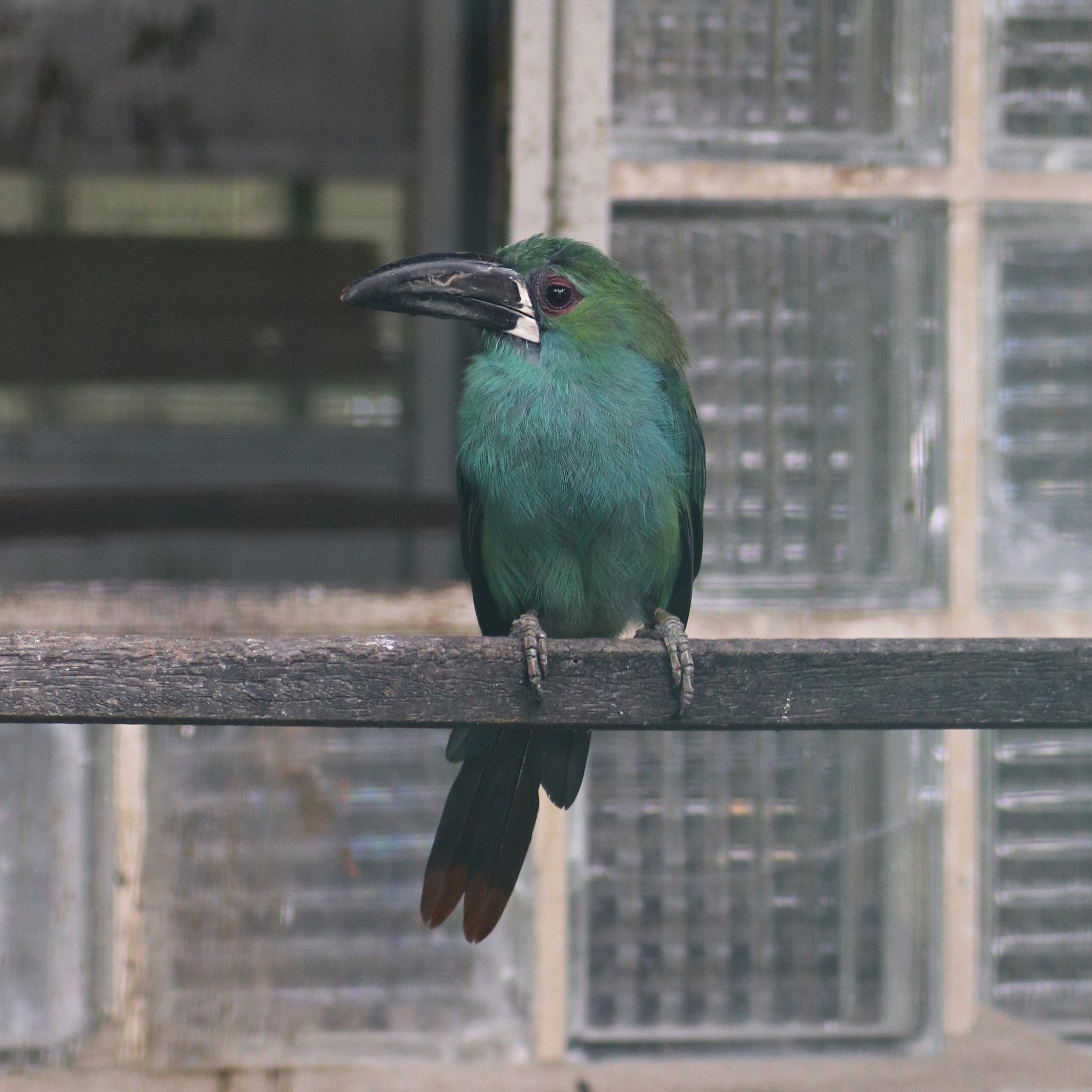 Crimson-rumped toucanet (Aulacorhynchus haematopygus)
