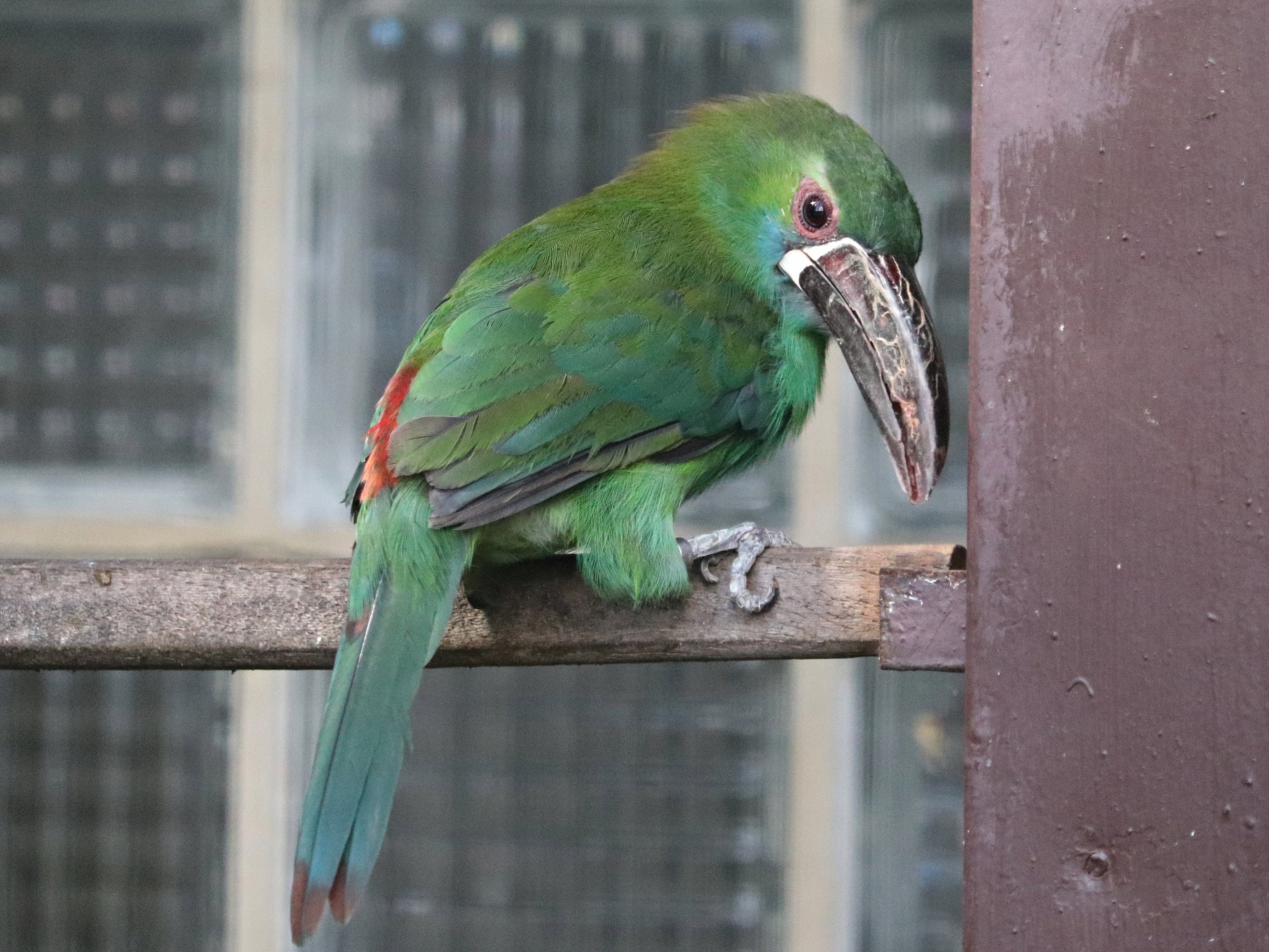 Crimson-rumped toucanet (Aulacorhynchus haematopygus)