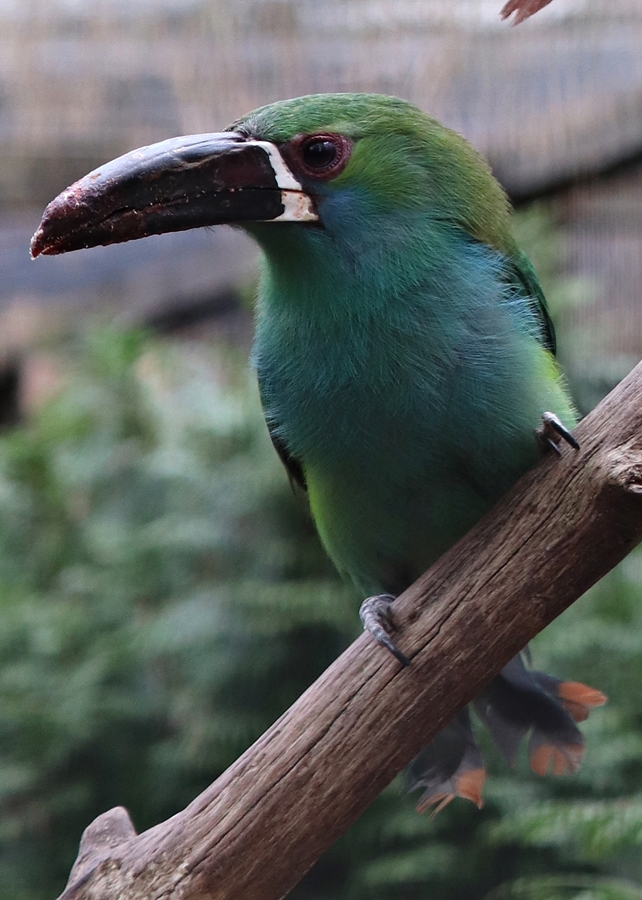 Crimson-rumped toucanet (Aulacorhynchus haematopygus)