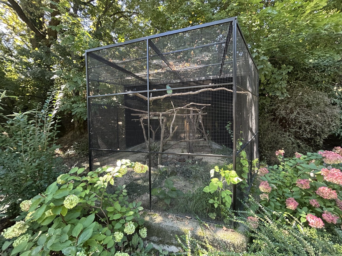 Crimson-rumped Toucanet Aviary