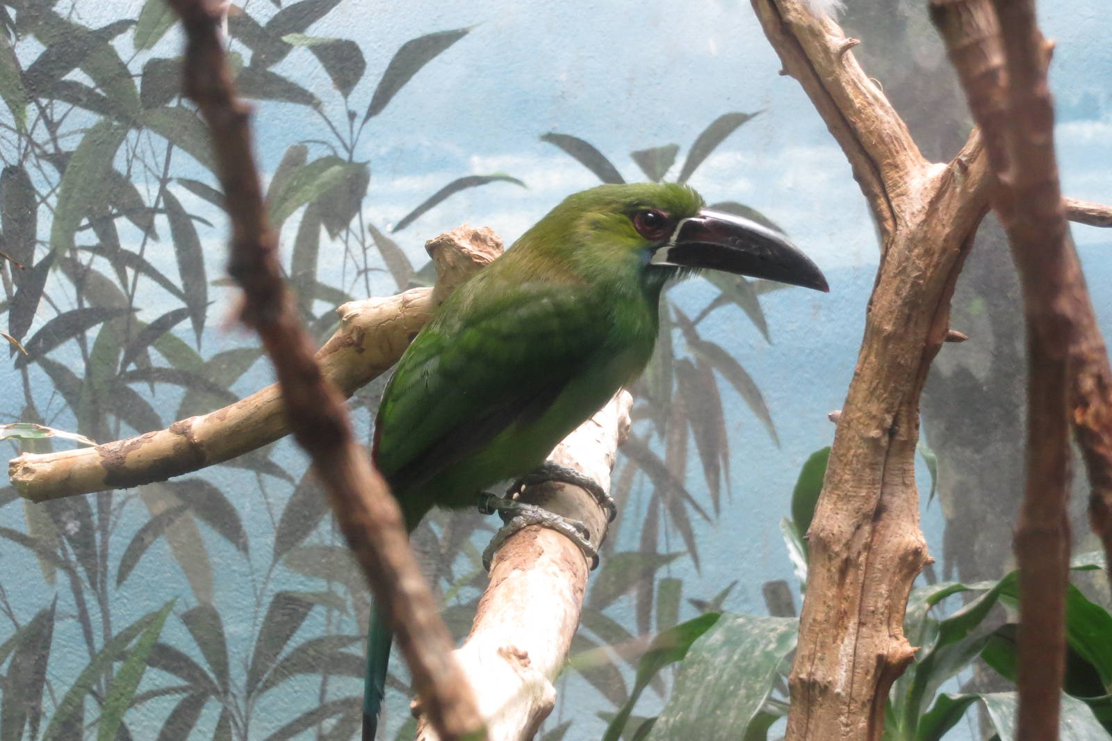 Crimson-rumped Toucanet - World of Birds 031215