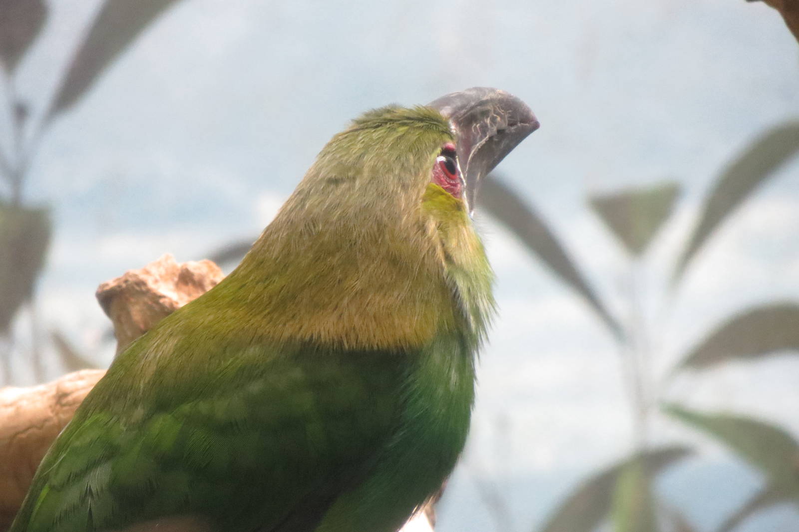 Crimson-rumped Toucanet - World of Birds 031215