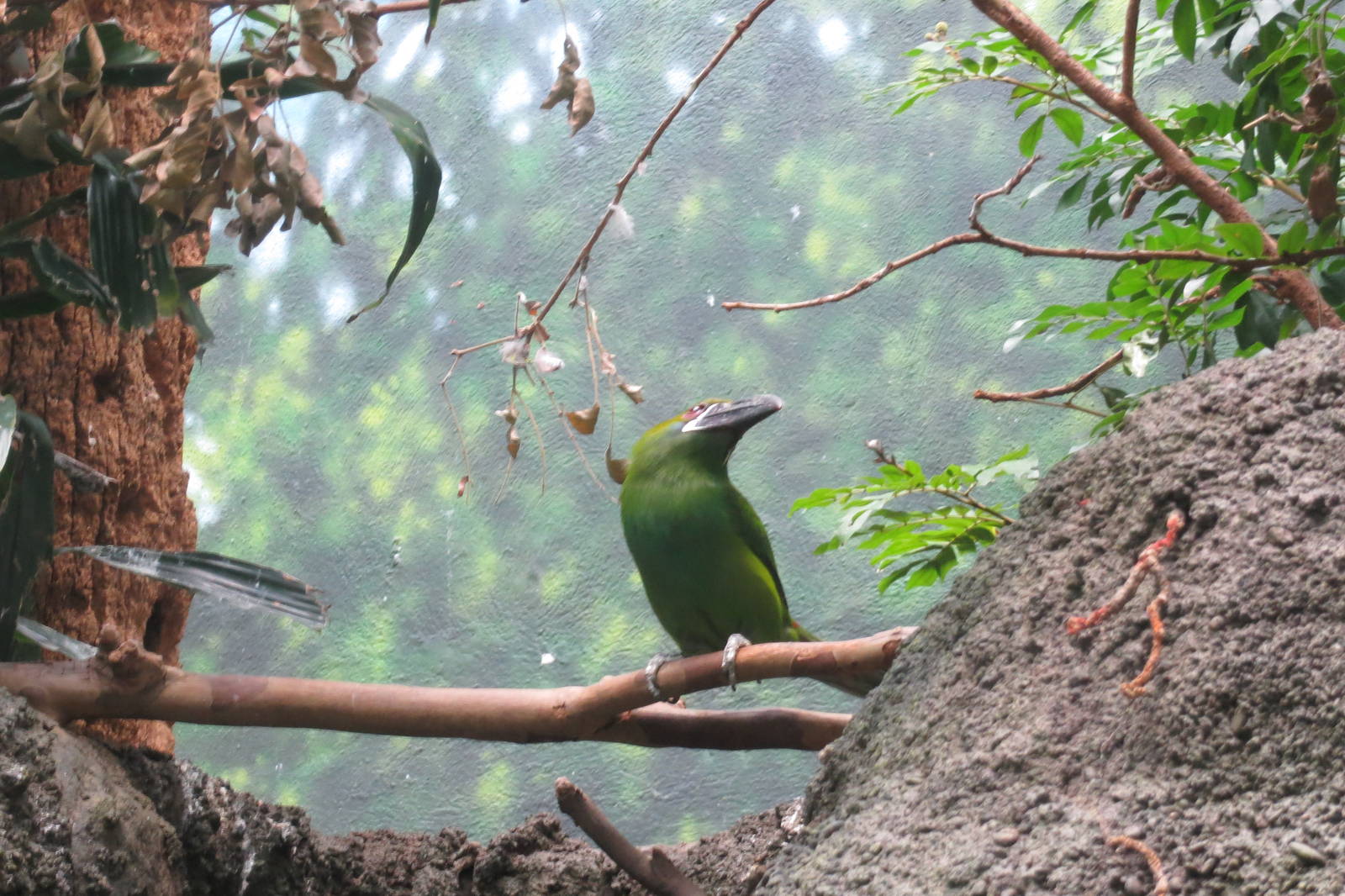Crimson-rumped Toucanet - World of Birds 031215