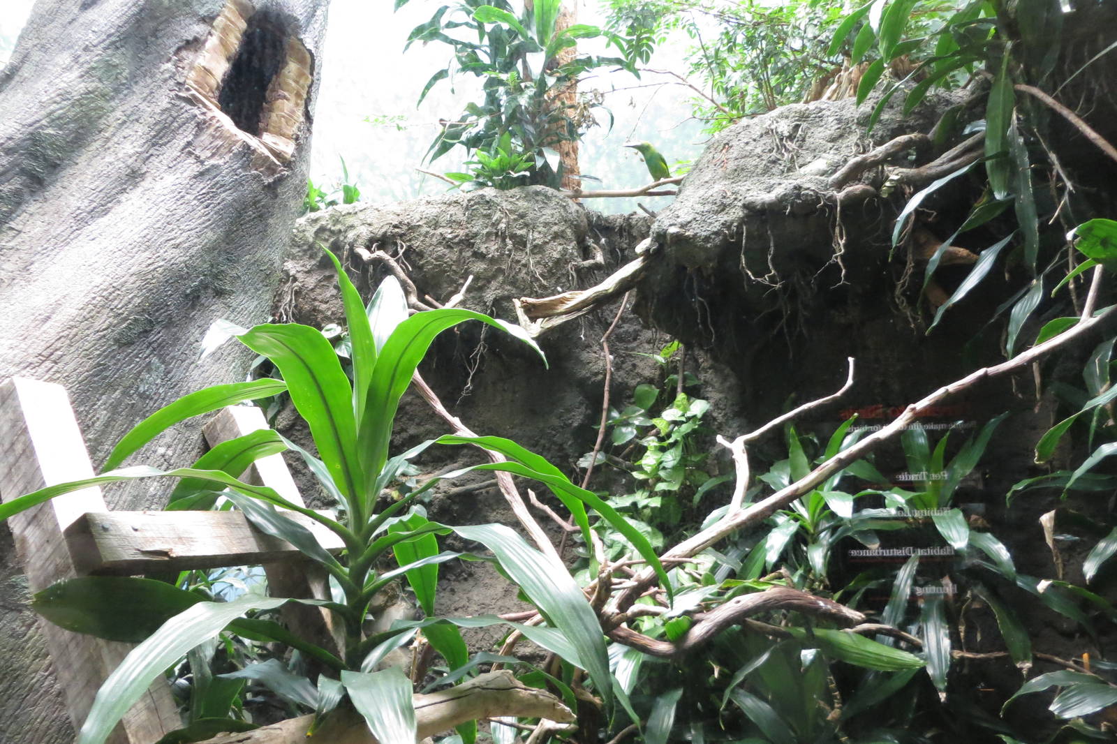 Crimson-rumped Toucanet - World of Birds 031215