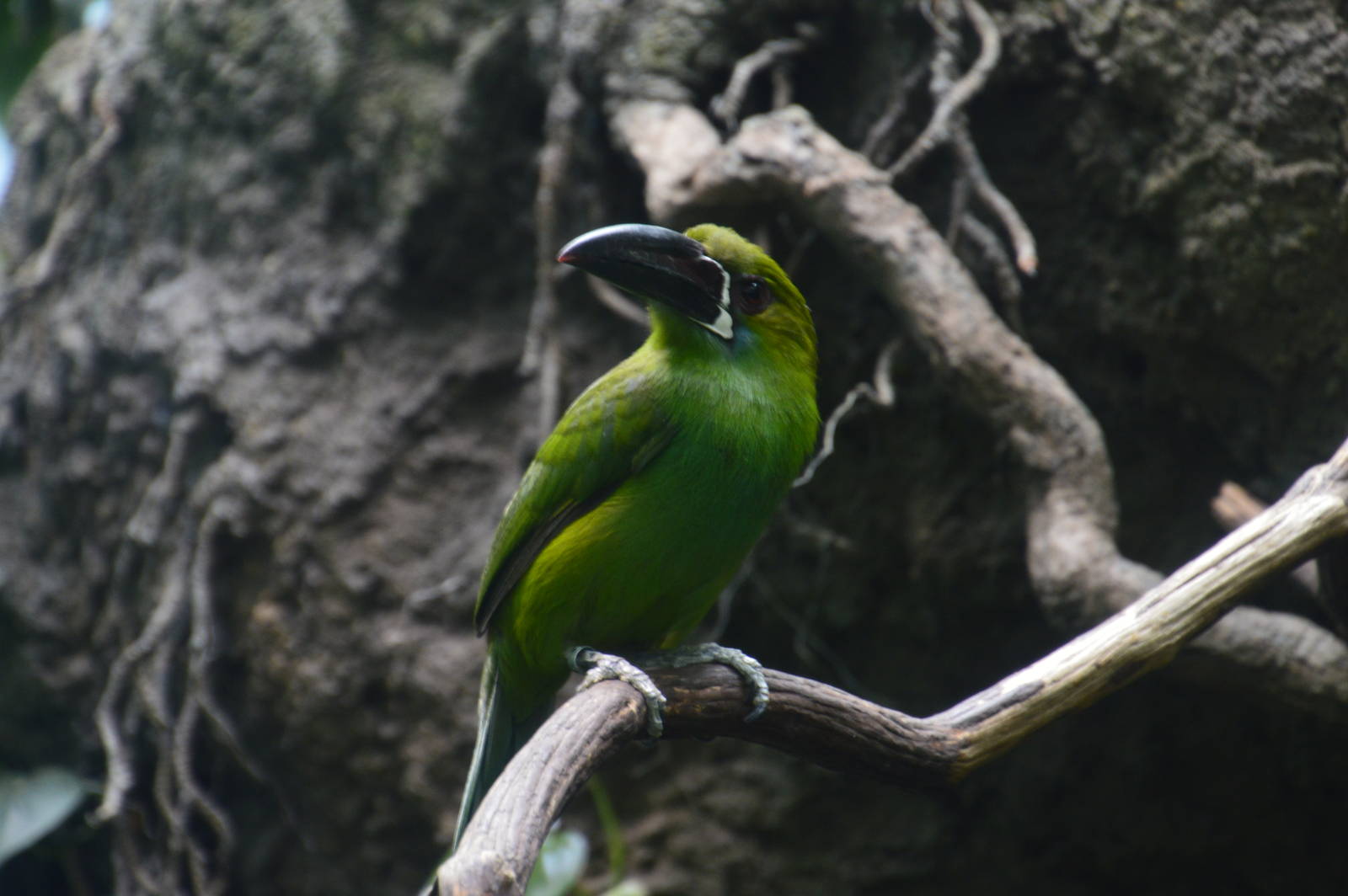 Crimson-rumped Toucanet - World of Birds 031215