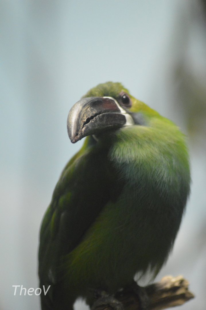 Crimson-rumped toucanet - World of Birds [2018]