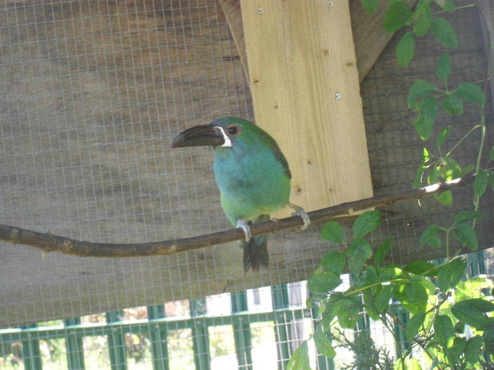 Crimson Rumped Toucanet