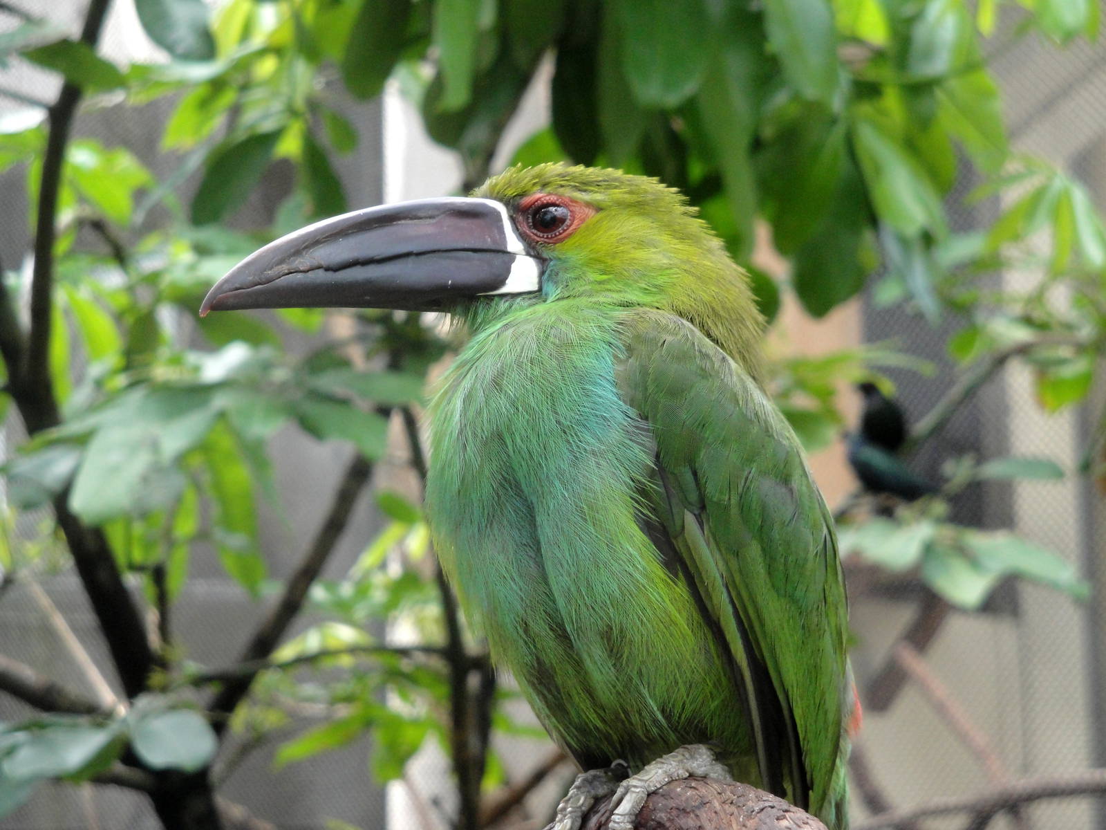 Crimson-rumped Toucanet