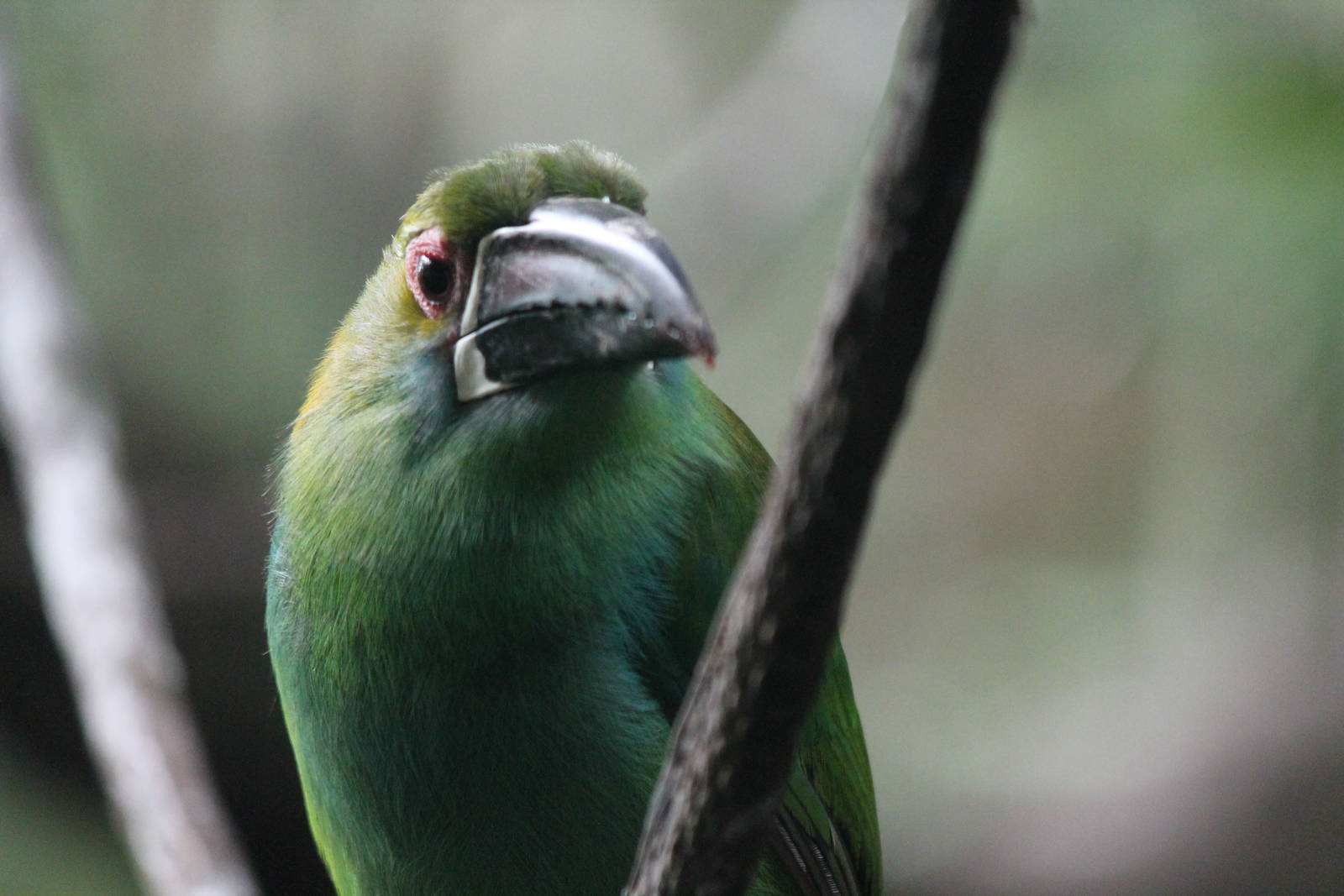 Crimson-Rumped Toucanet