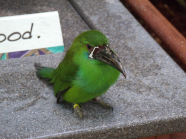 Crimson-Rumped Toucanet