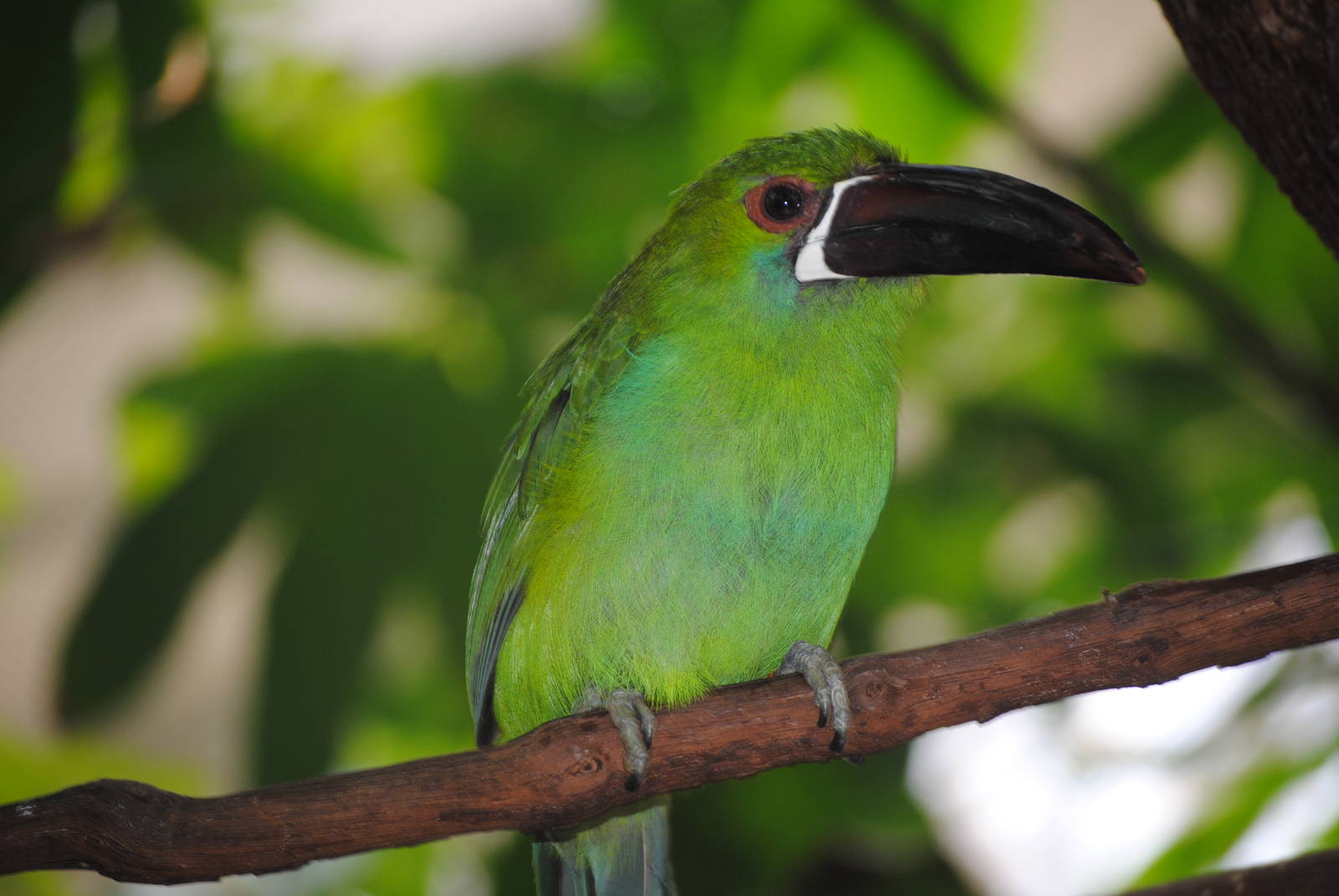 Crimson-Rumped Toucanet