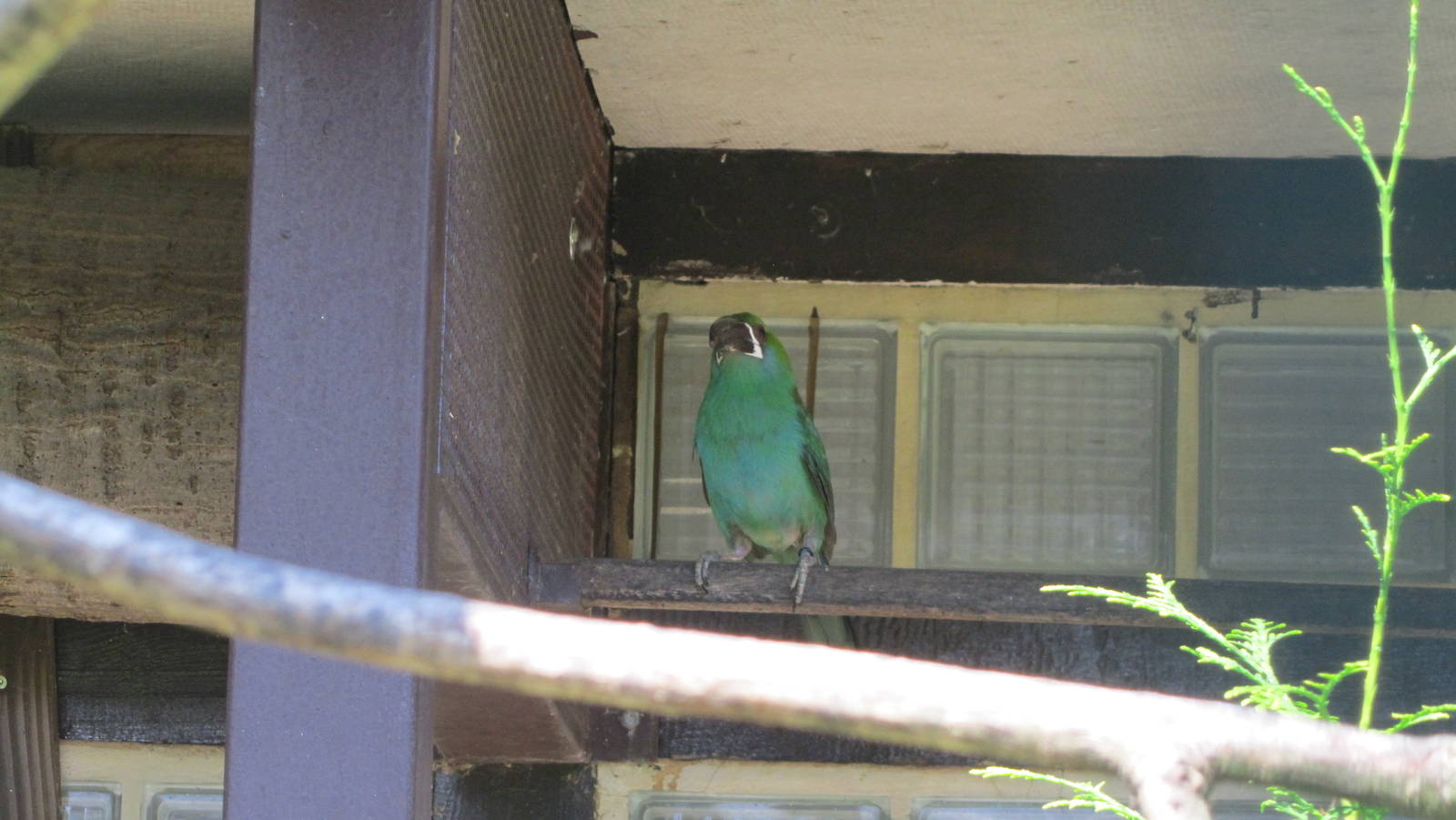 Crimson-rumped toucanet