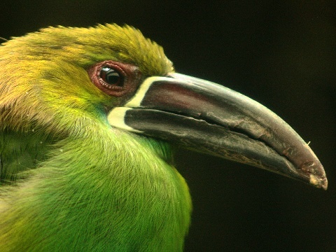 Crimson-rumped Toucanet