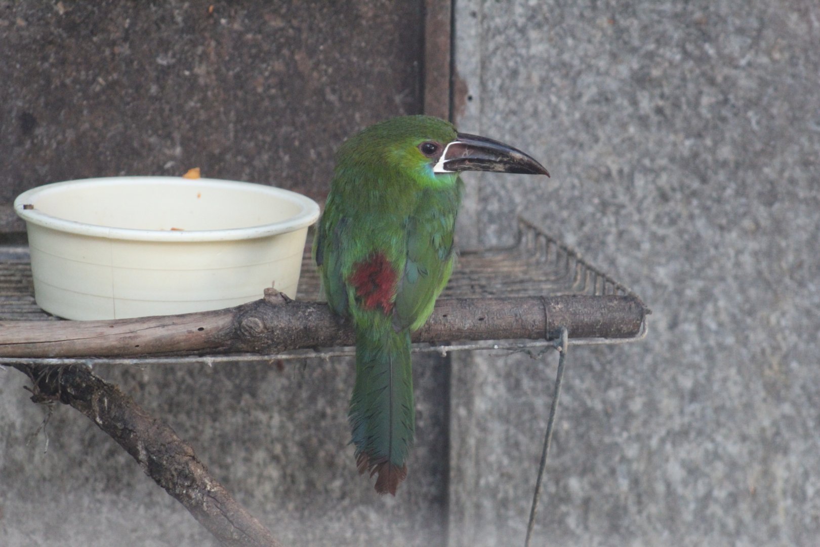 Crimson-Rumped Toucanet