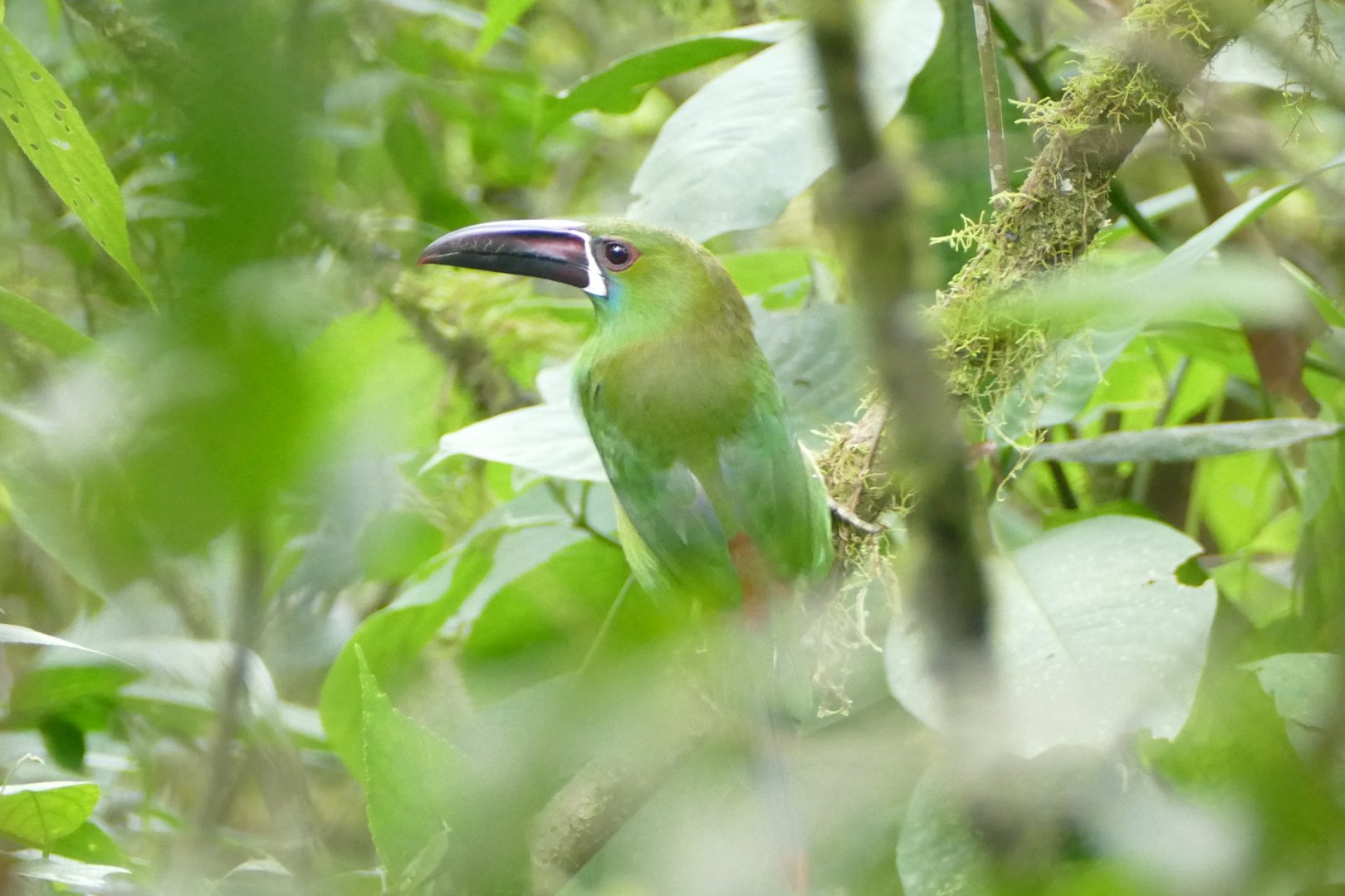 Crimson-rumped Toucanet