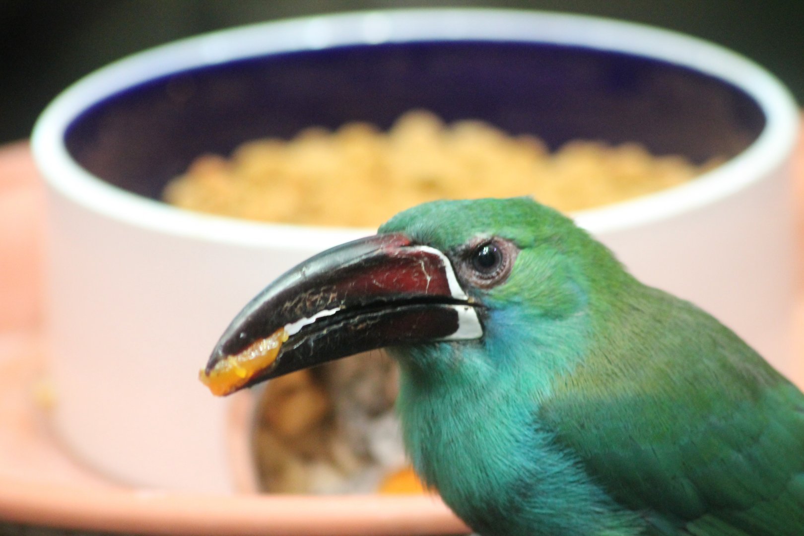 Crimson rumped Toucanet