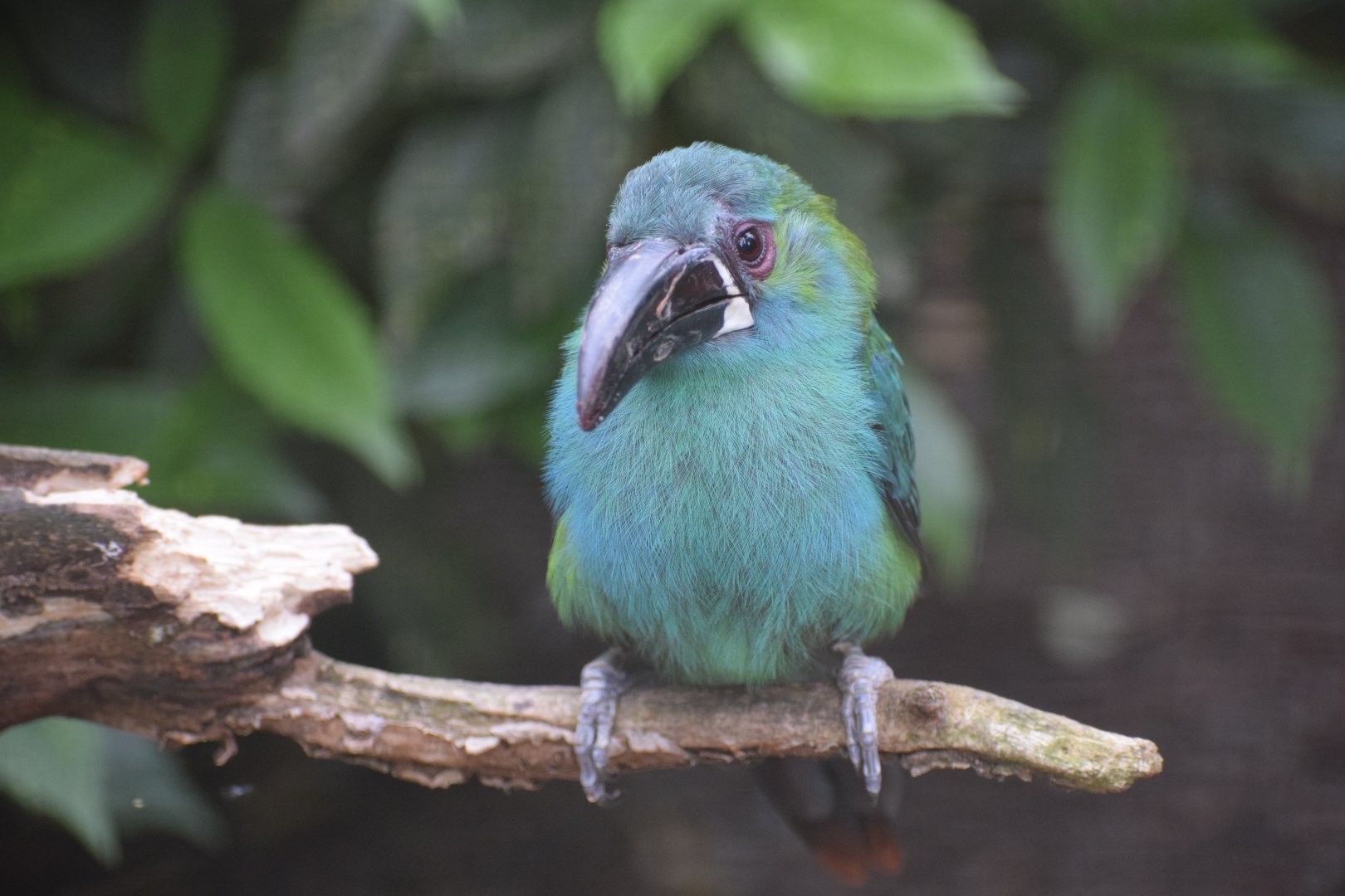 Crimson-rumped toucanet