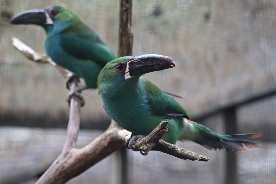 Crimson-rumped toucanets (Aulacorhynchus haematopygus)