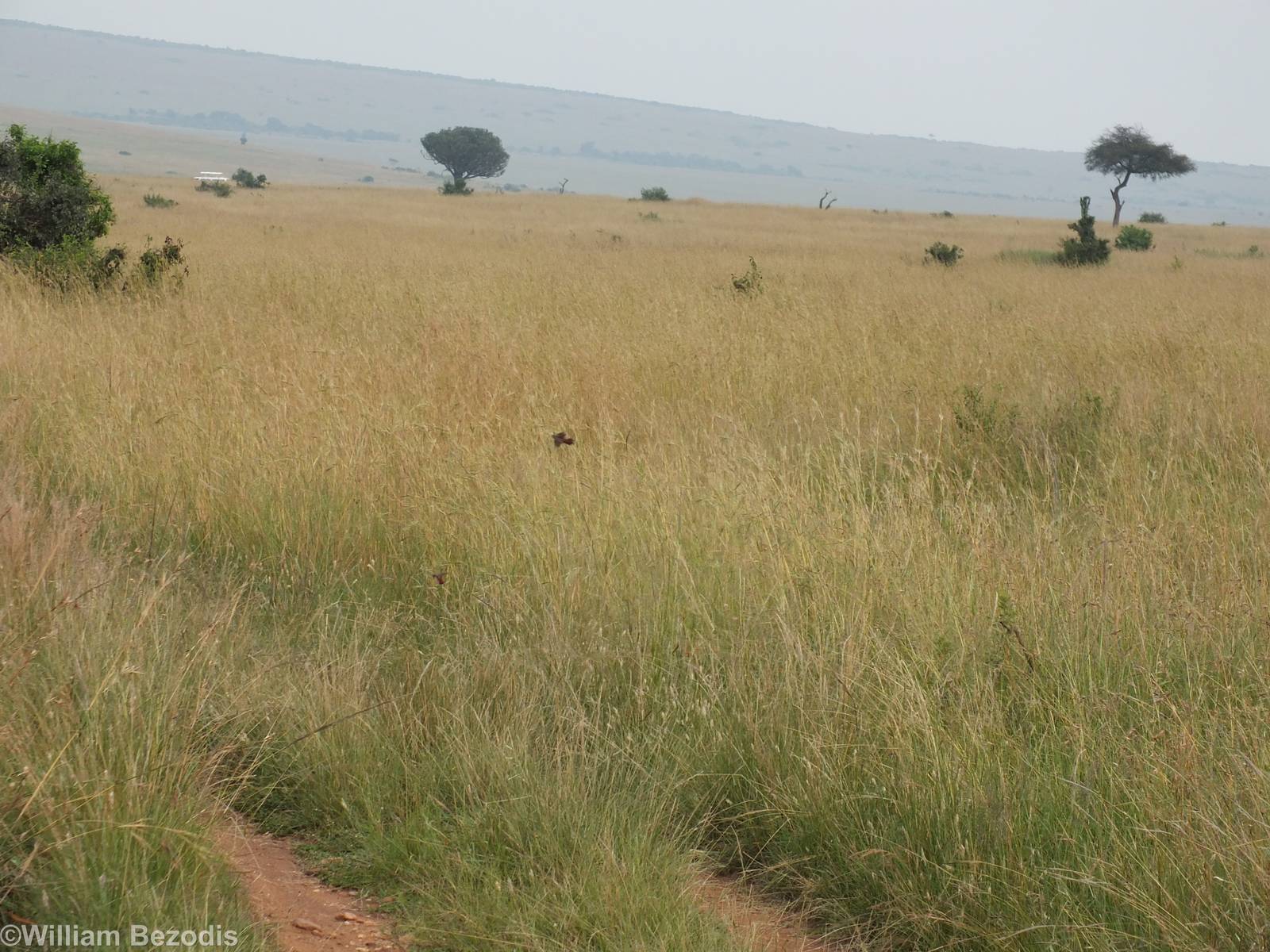 Crimson-rumped Waxbills - Maasai Mara