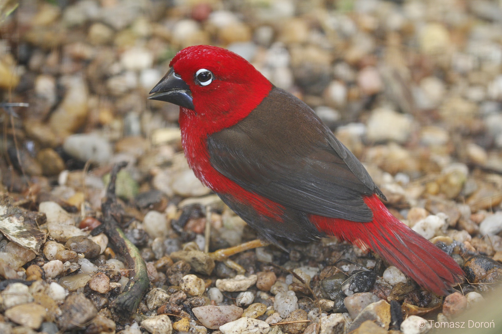 Crimson Seedcracker (Pyrenestes sanguineus) - an adult male on the ground, September 2019