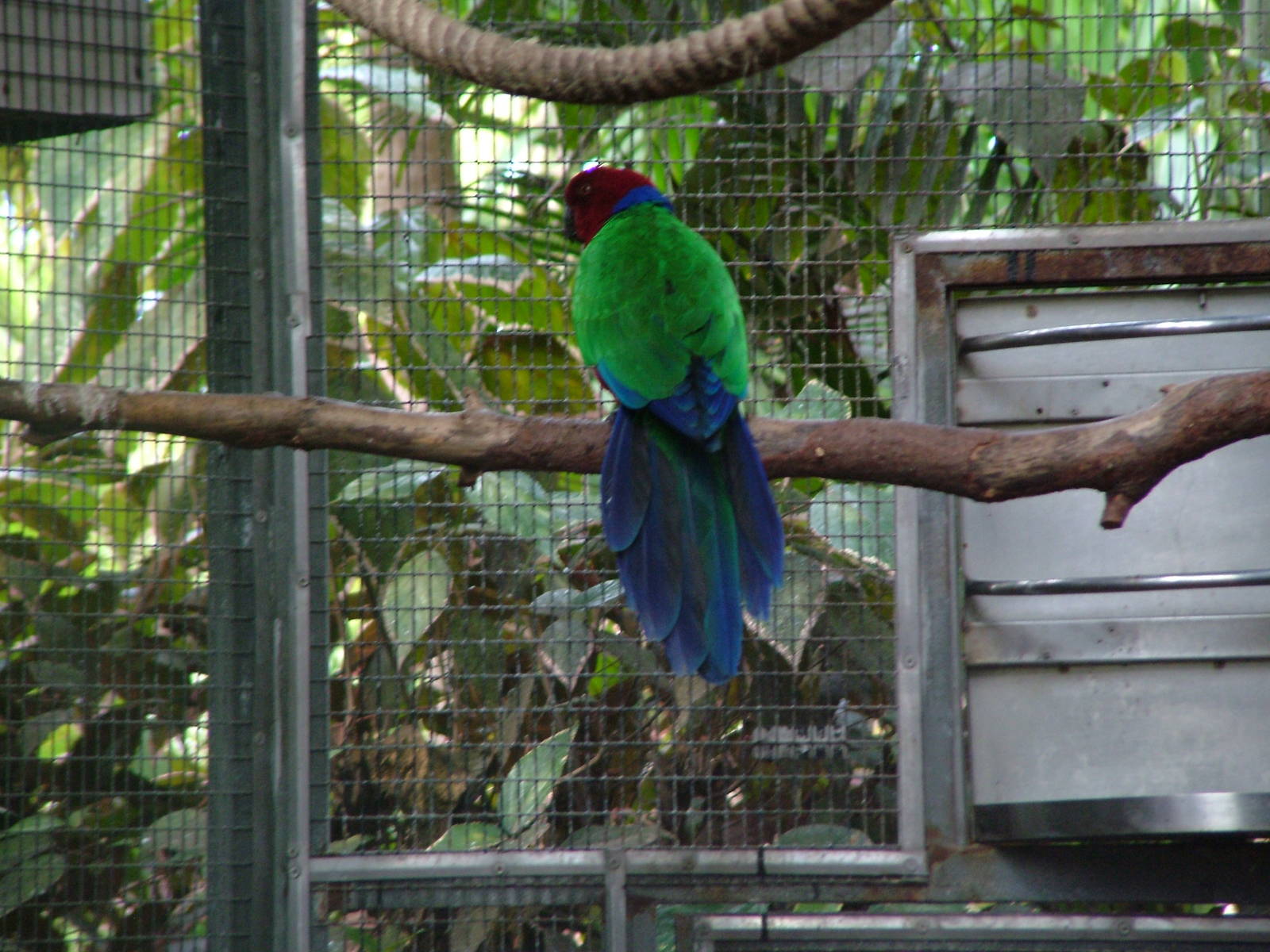Crimson Shining Parrot at Loro Parque, 08/11/10