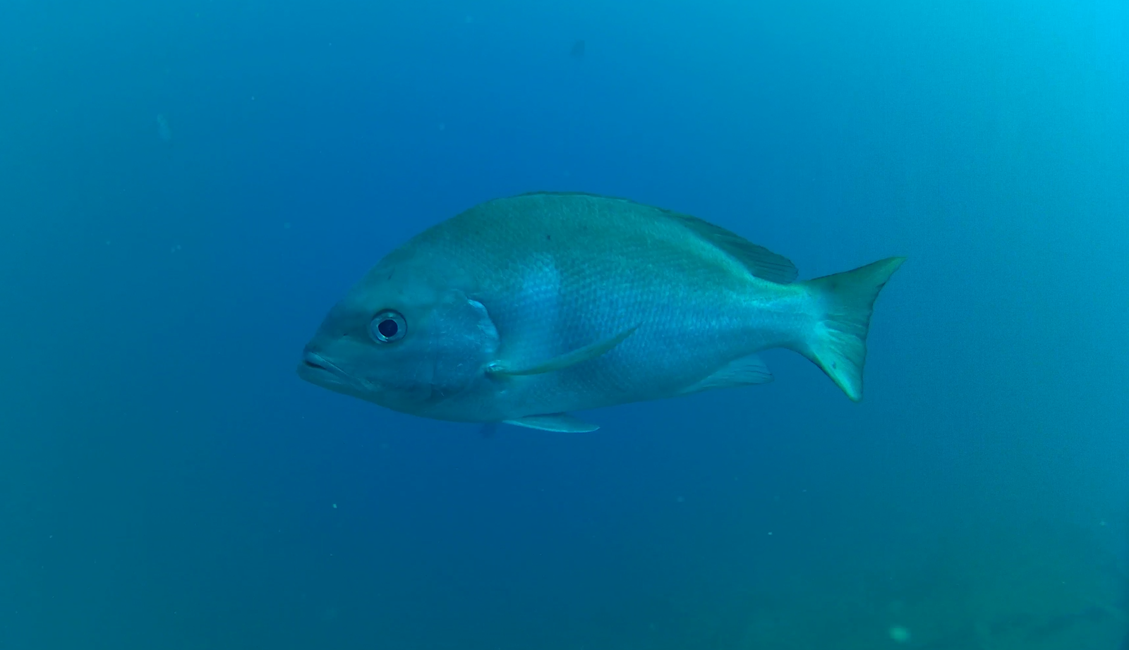 Crimson Snapper (Lutjanus erythropterus)