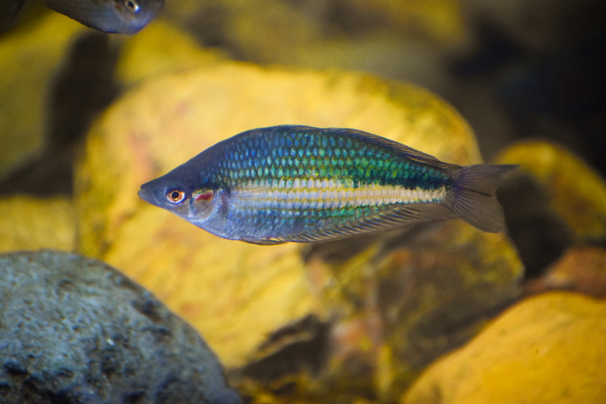 Crimson-spotted Rainbowfish (Melanotaenia duboulayi)