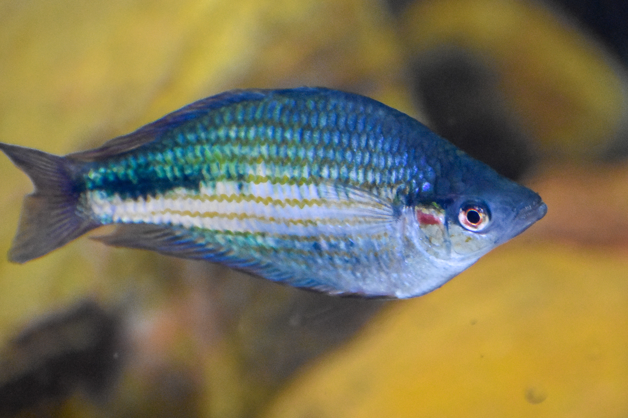 Crimson-spotted Rainbowfish (Melanotaenia duboulayi)