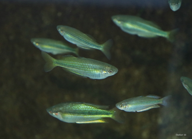 Crimson-spotted rainbowfish (Melanotaenia duboulayi)