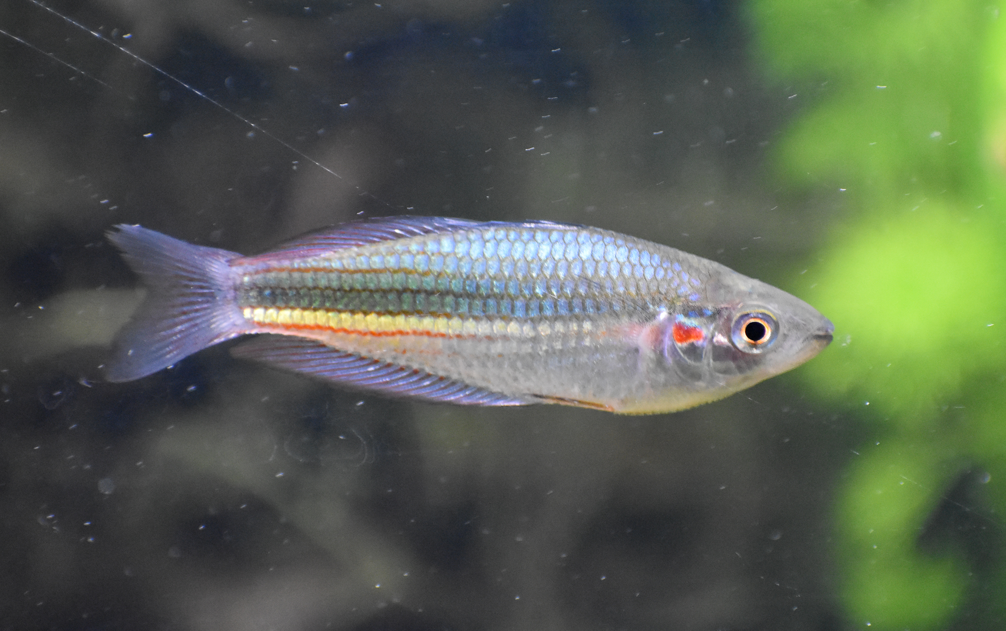 Crimson-spotted Rainbowfish