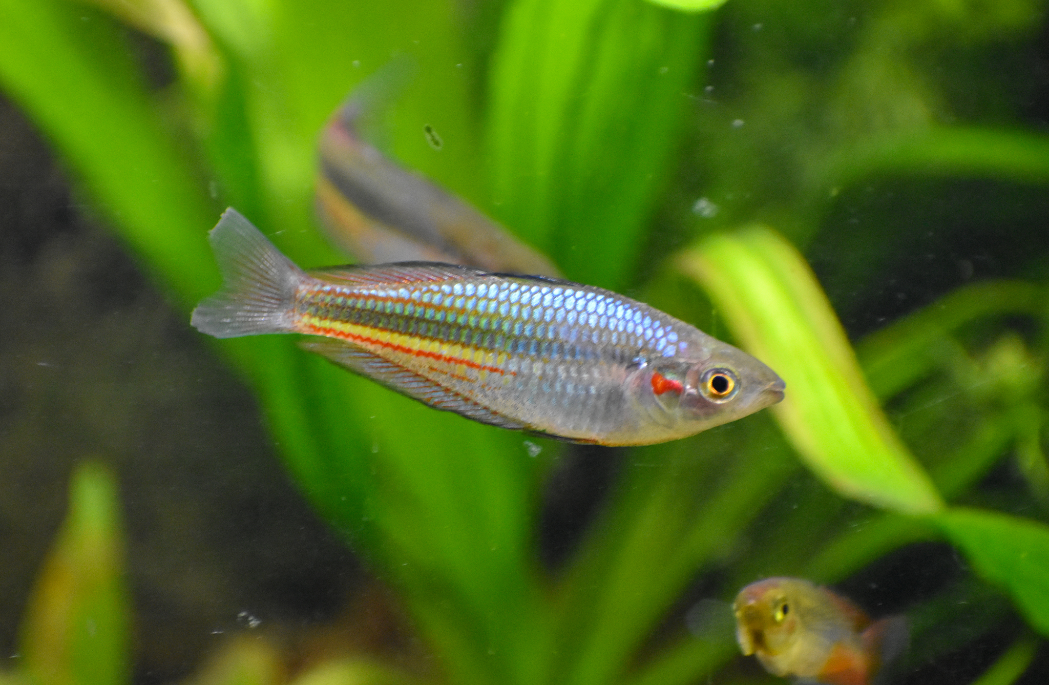 Crimson-spotted Rainbowfish