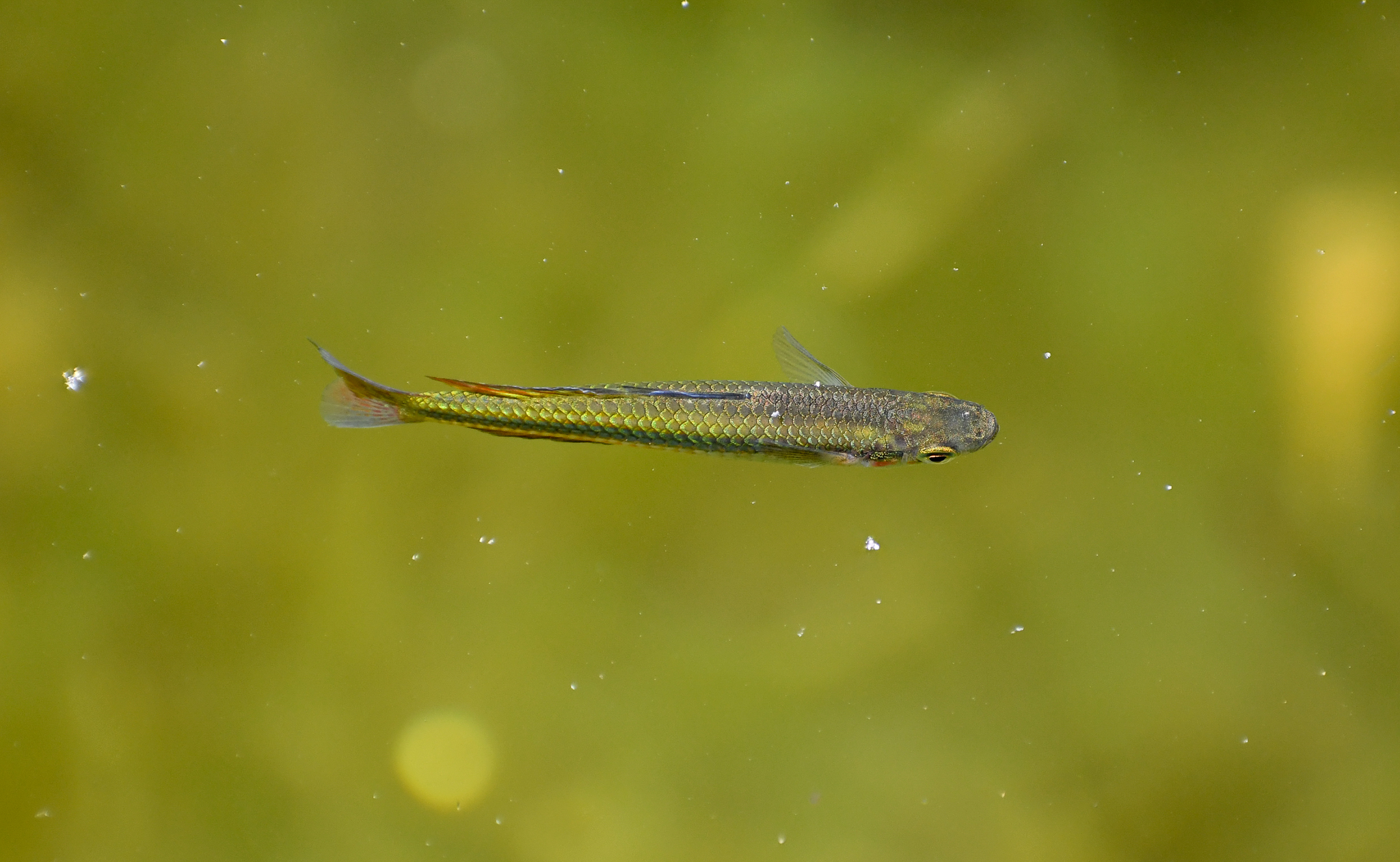 Crimson-spotted Rainbowfish