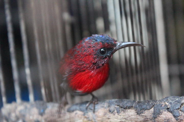 Crimson sunbird (Aethopyga siparaja heliogona)