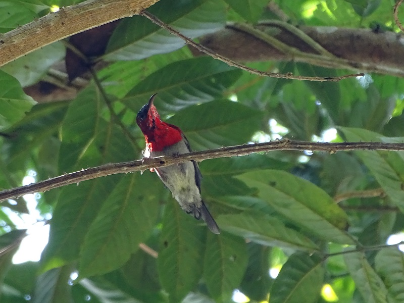 Crimson sunbird (Aethopyga siparaja) male