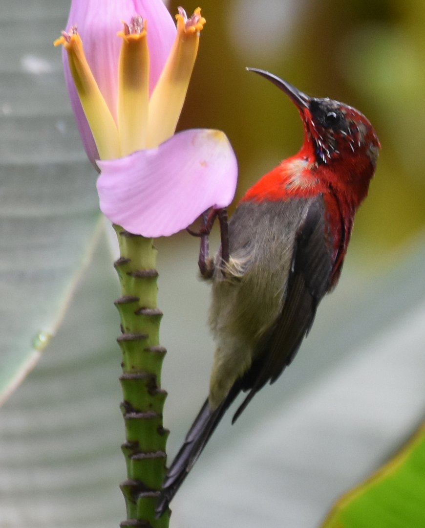 Crimson Sunbird (Aethopyga siparaja siparaja)