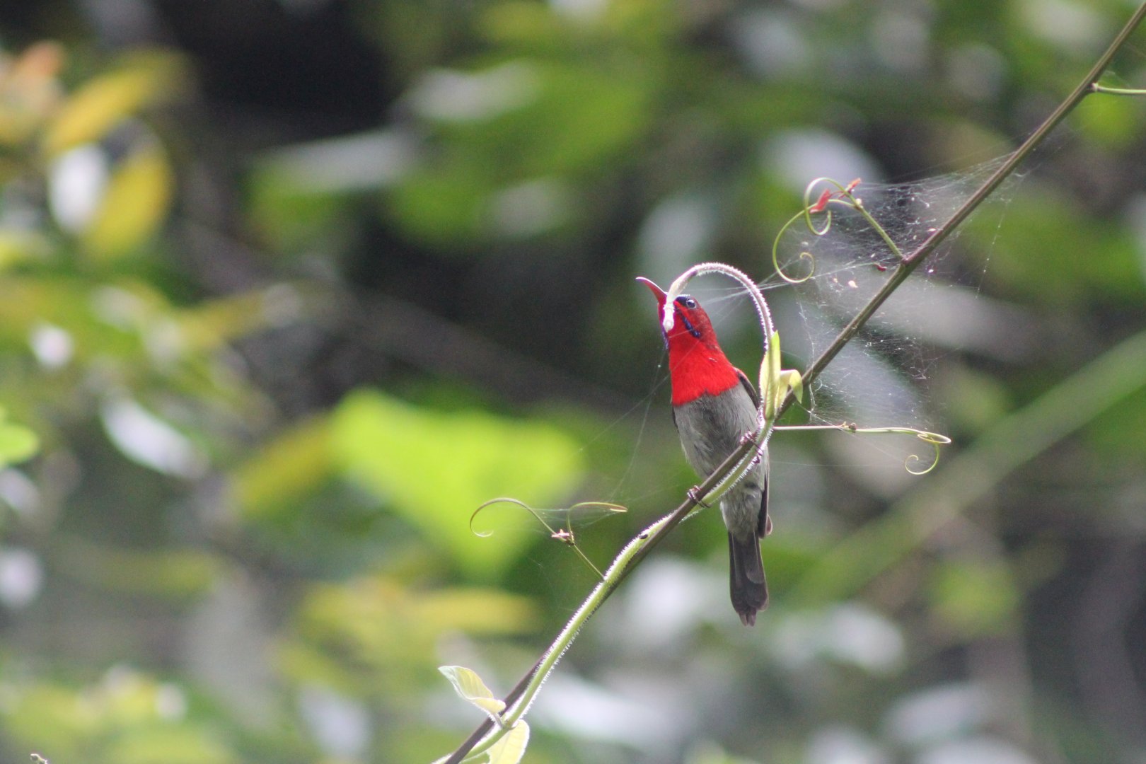 Crimson Sunbird (Aethopyga siparaja)