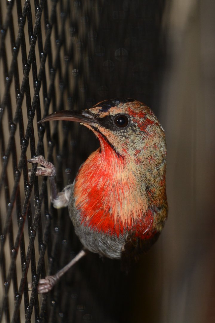 Crimson sunbird (Aethopyga siparaja)