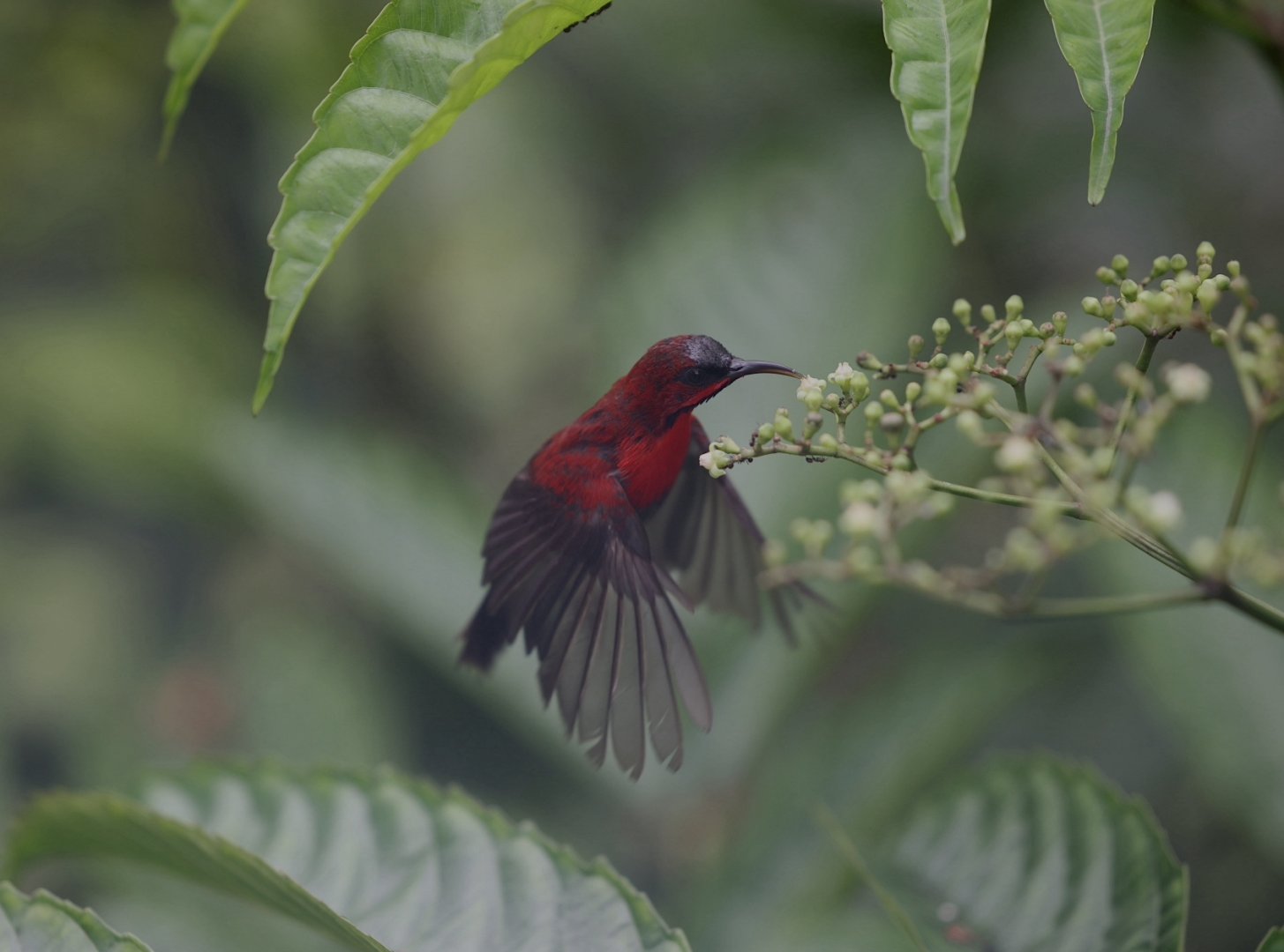 Crimson Sunbird (Aethopyga siparaja)