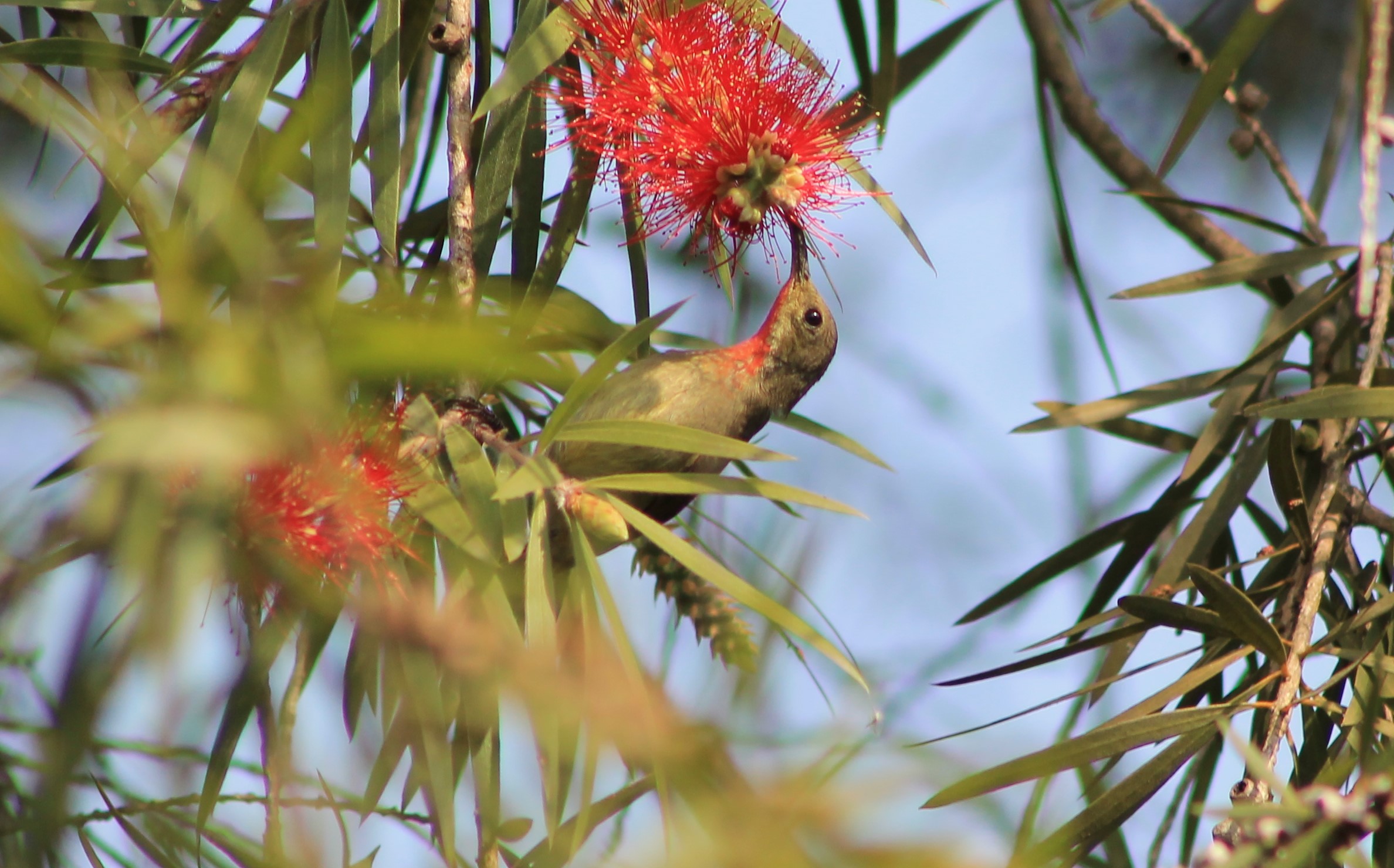 Crimson Sunbird (Aethopyga siparaja)