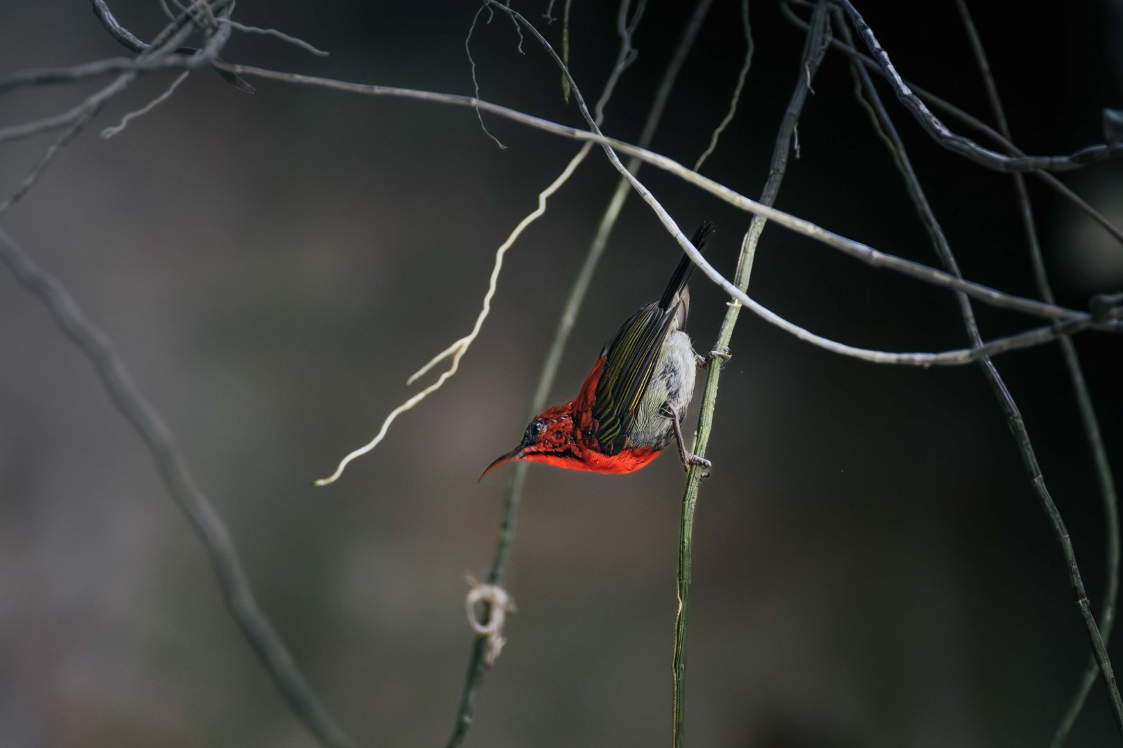 Crimson Sunbird Male - Sam Poh Tong, Ipoh