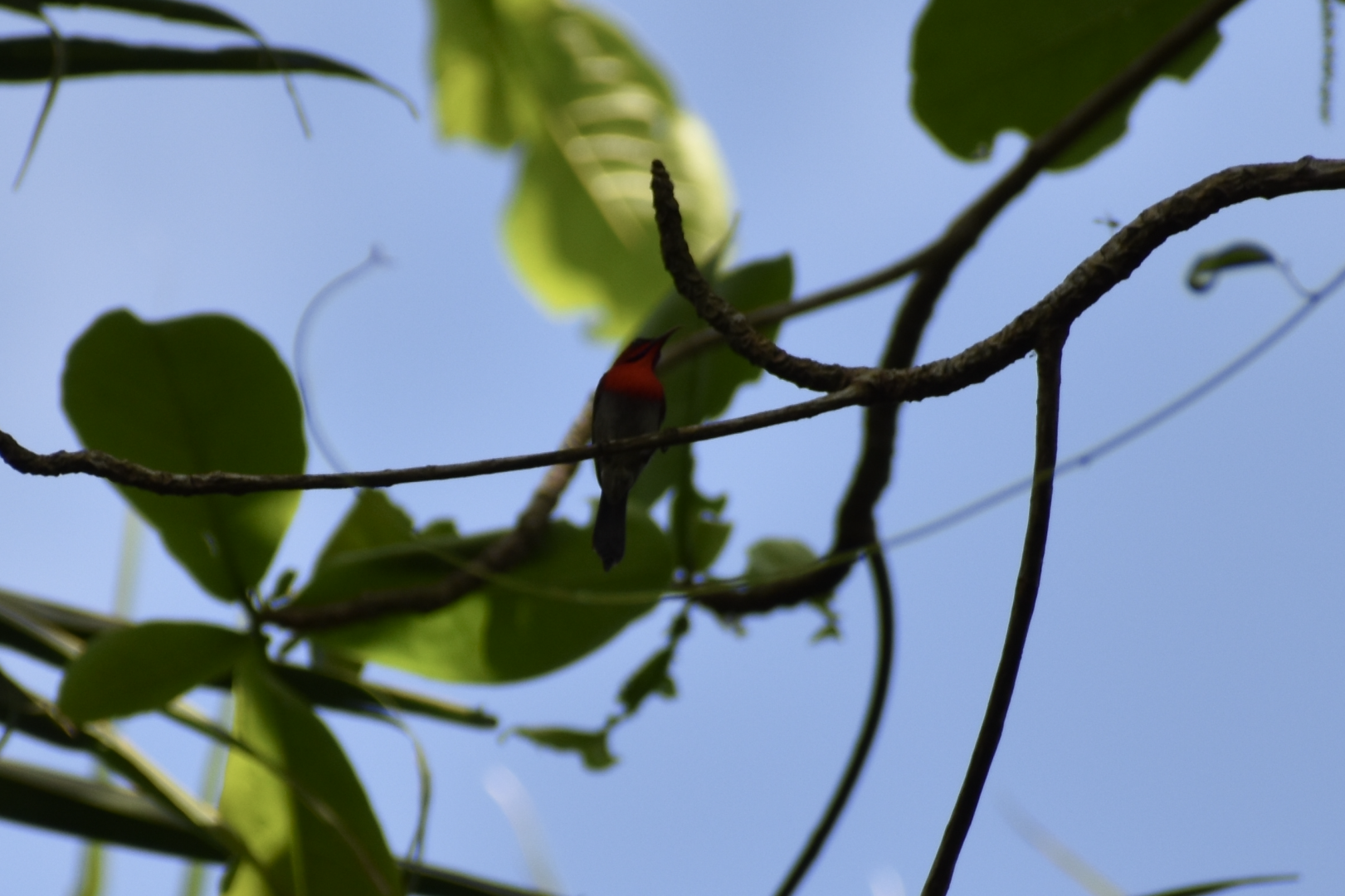 Crimson Sunbird ~ Sungei Buloh Wetland Reserve