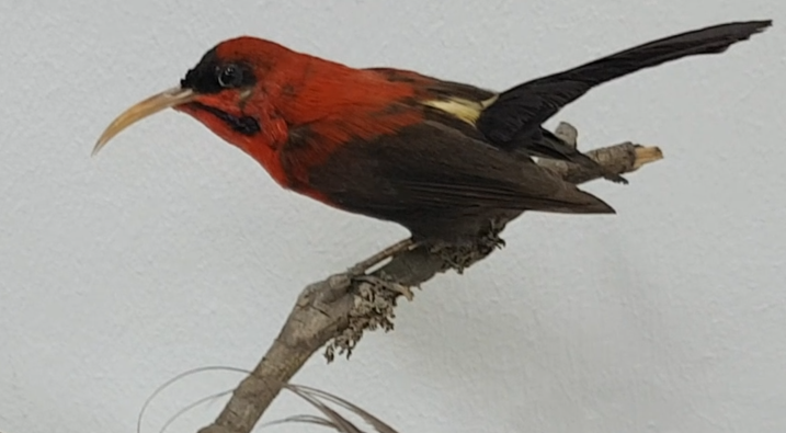 Crimson sunbird