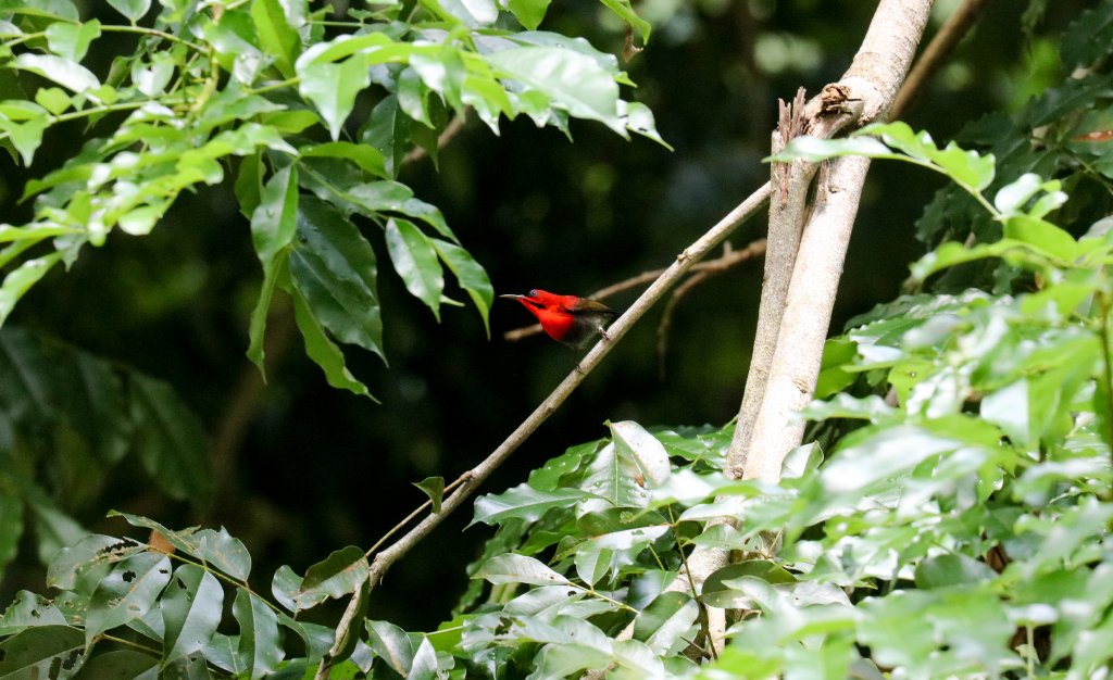 Crimson Sunbird