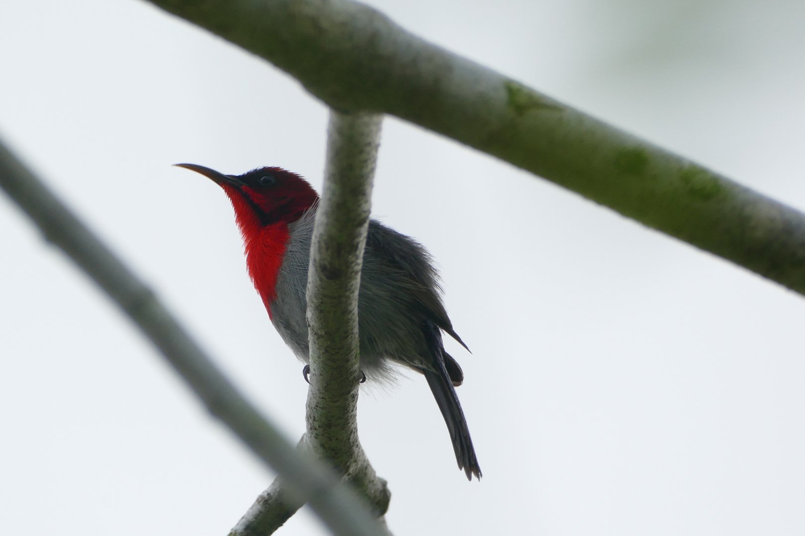 Crimson Sunbird