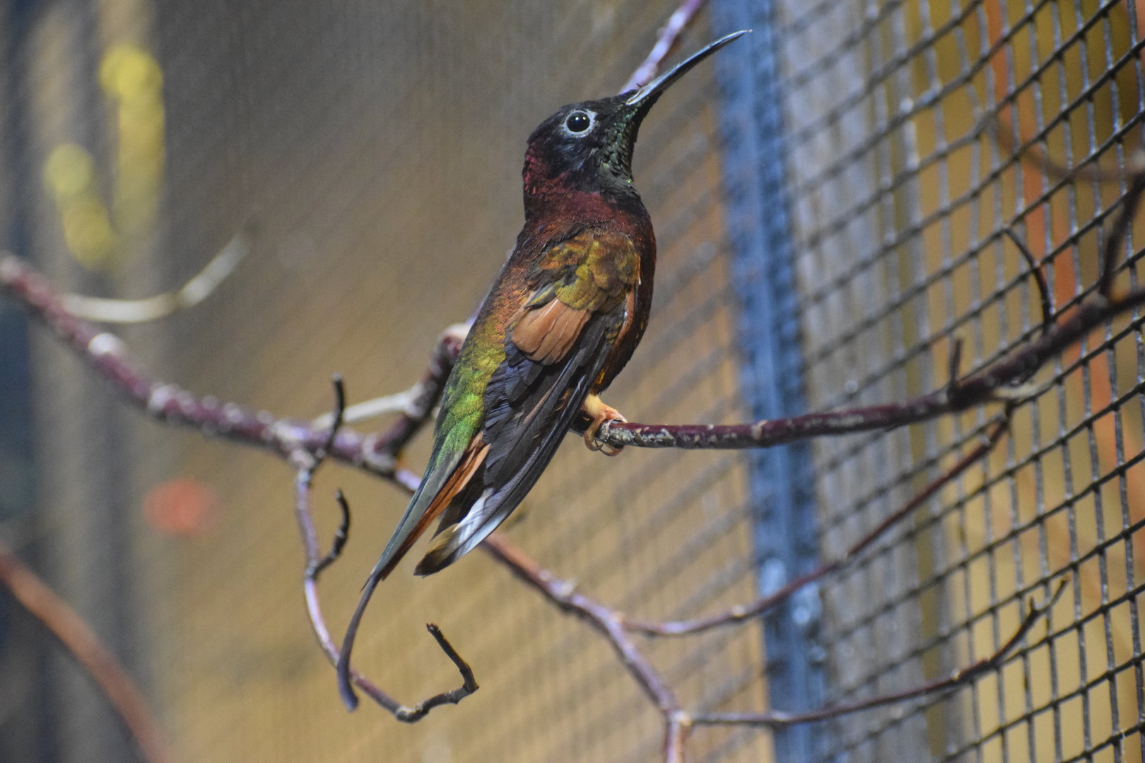 Crimson topaz - August 2023