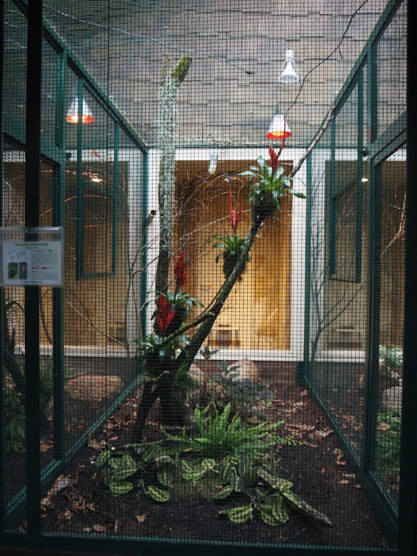 Crimson topaz hummingbird aviary, 2024-05-22