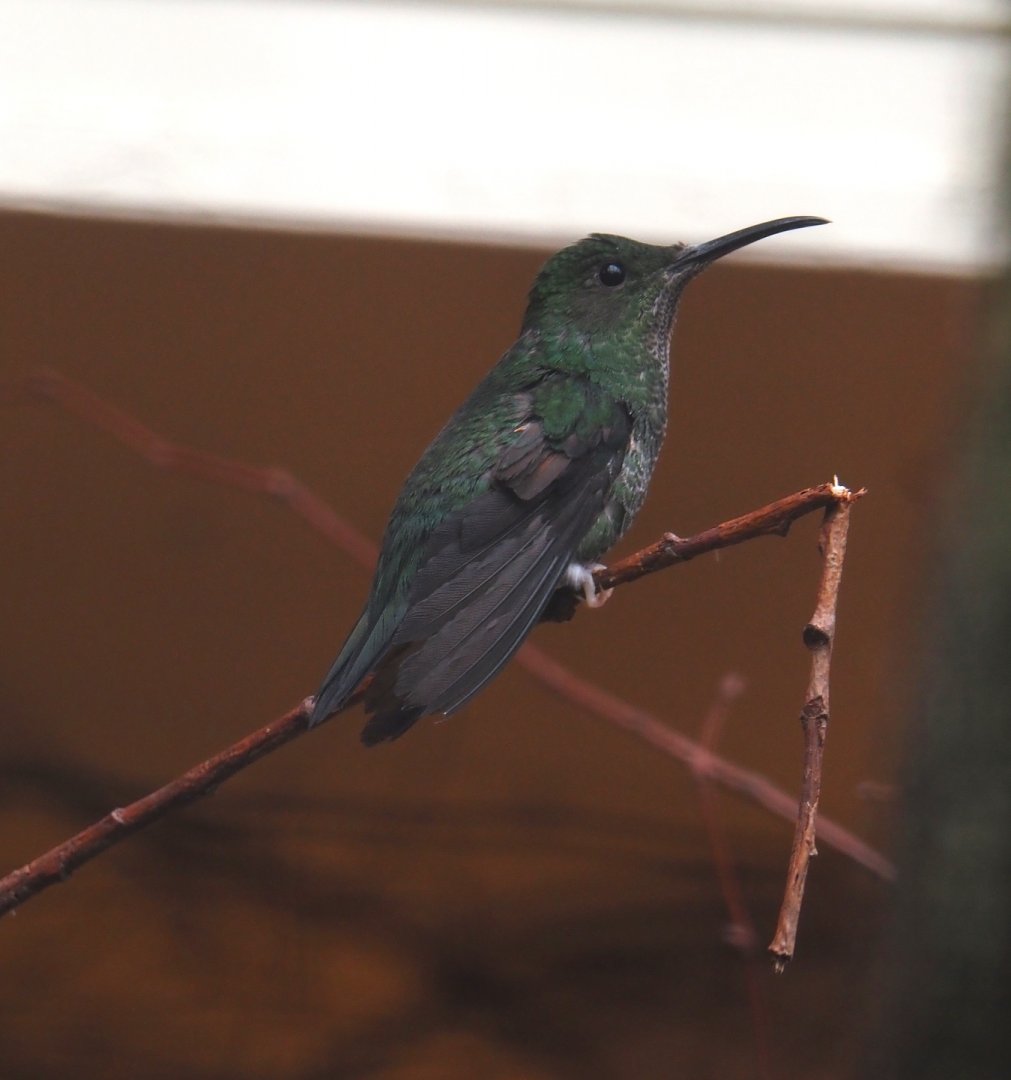 Crimson topaz hummingbird (Topaza pella), 2024-05-22
