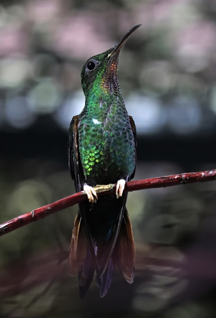 Crimson topaz (Topaza pella), female